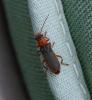 Cantharis lateralis